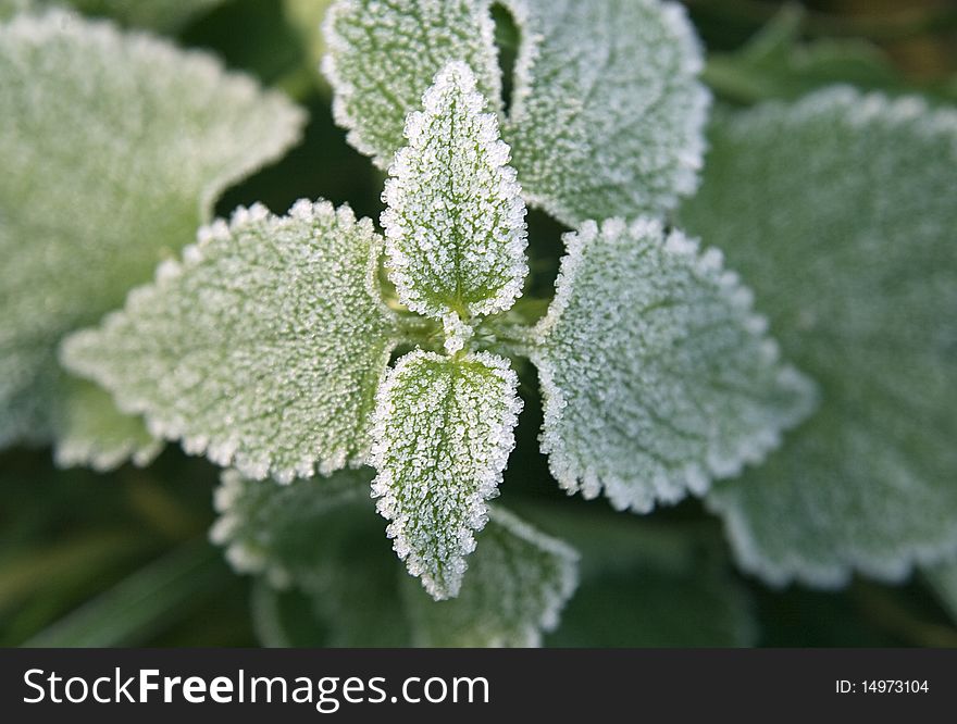 Green plant covered with hoar-frost in late autumn. Green plant covered with hoar-frost in late autumn