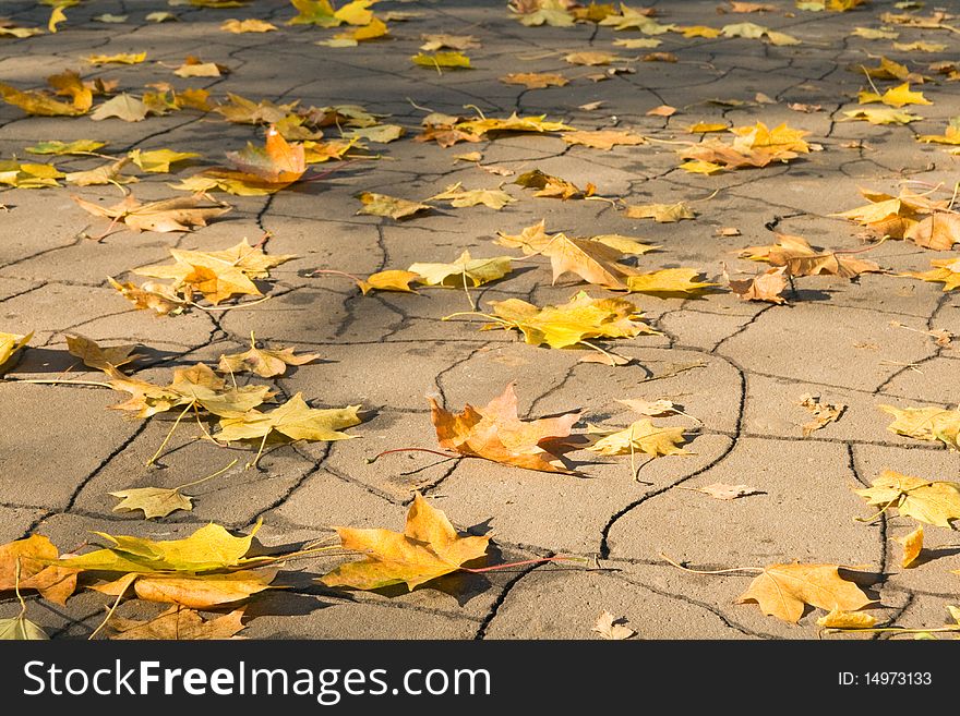Yellow autumn leaves lying on asphalt footpath. Yellow autumn leaves lying on asphalt footpath