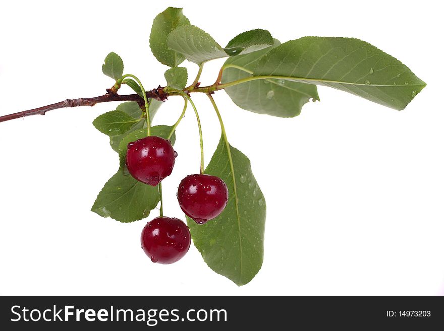 Three fresh ripe cherries with the branch isolated on white
