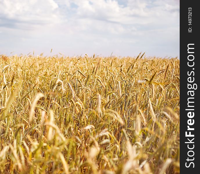 Yellow ripe wheat against blue sky.