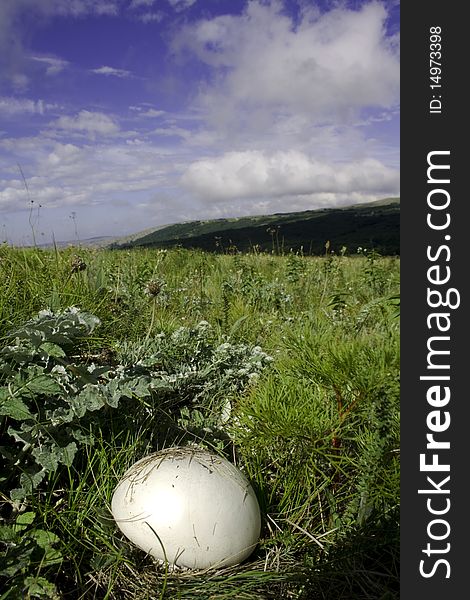 Mushroom in nature