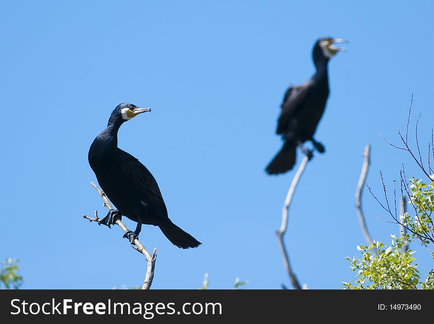 Great Cormorants on a branch