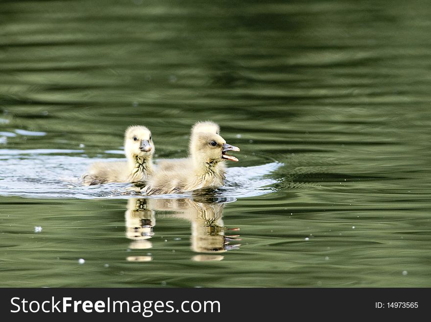 Three Greylag Goose Goslings