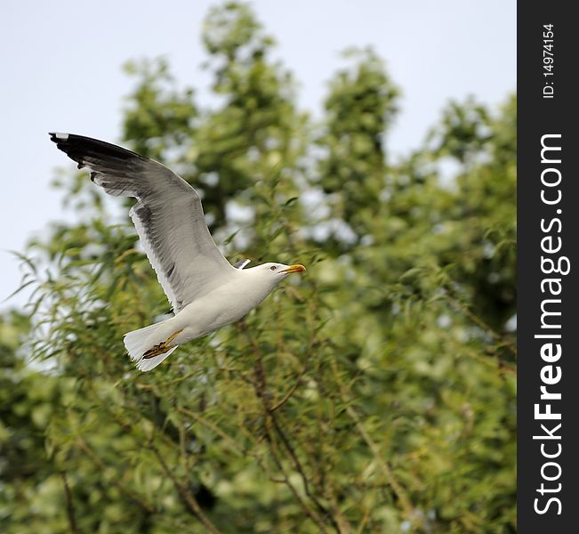 Lesser Black-backed Gull (Larus fuscus) soaring among woods. Lesser Black-backed Gull (Larus fuscus) soaring among woods