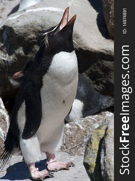 A Southern Rockhopper Penguin nested in the cliffs of West Point in the Falkland Islands