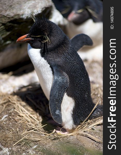 A Southern Rockhopper Penguin nested in the cliffs of West Point in the Falkland Islands