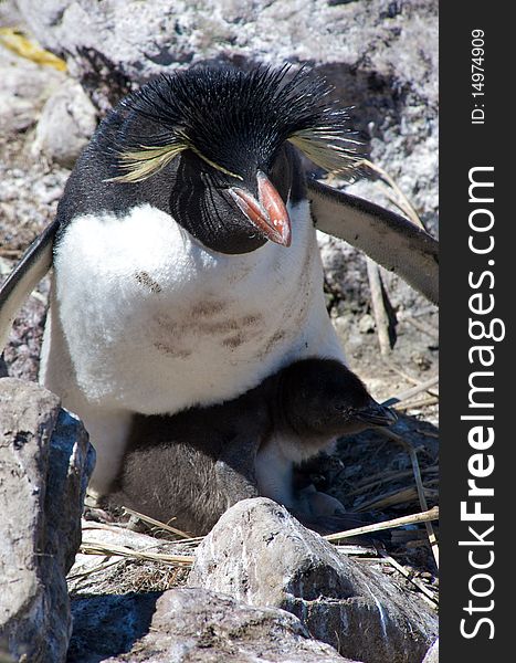 A Southern Rockhopper Penguin nested in the cliffs of West Point in the Falkland Islands