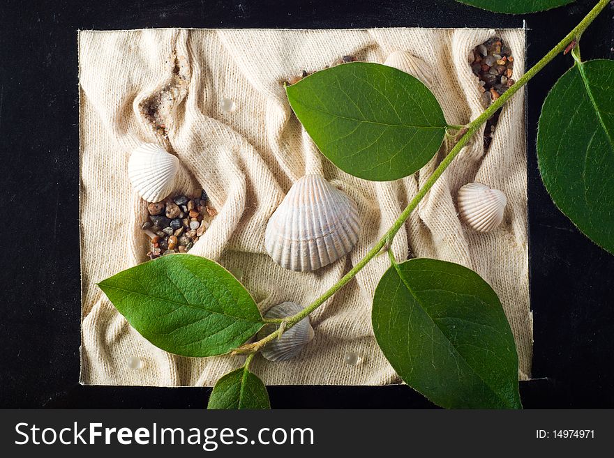 Framed composition with sea shells and branch