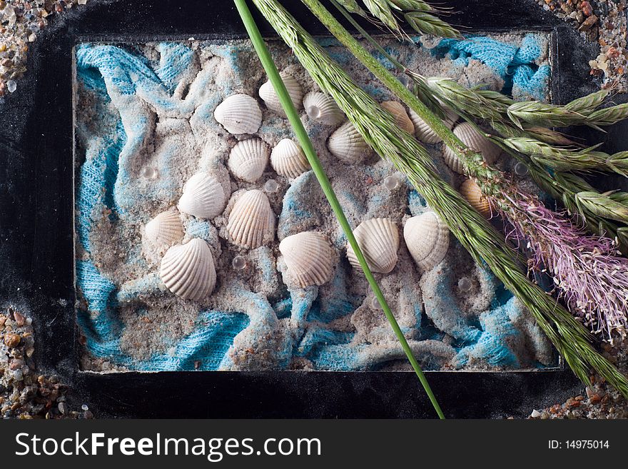 Framed composition with sea shells and bent