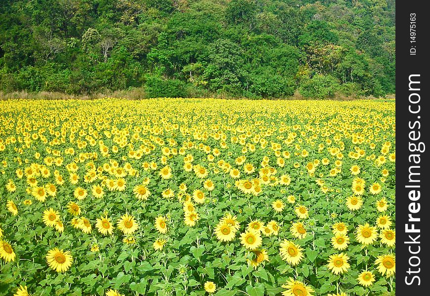 Sunflower Field And The Hill