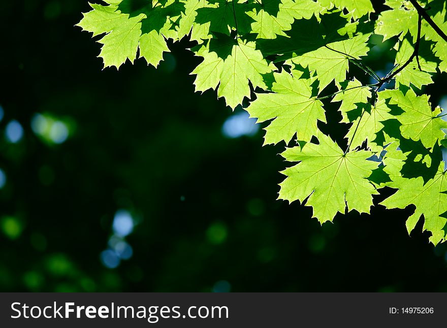 Green maple leaves in city park in the spring afternoon