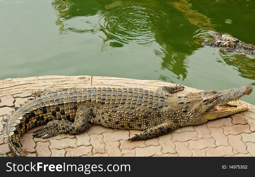 Crocodylidae or a crocodile, Thailand. Crocodylidae or a crocodile, Thailand