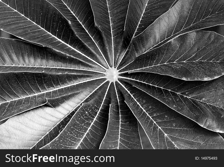 Black and white plant with high contrast and central point