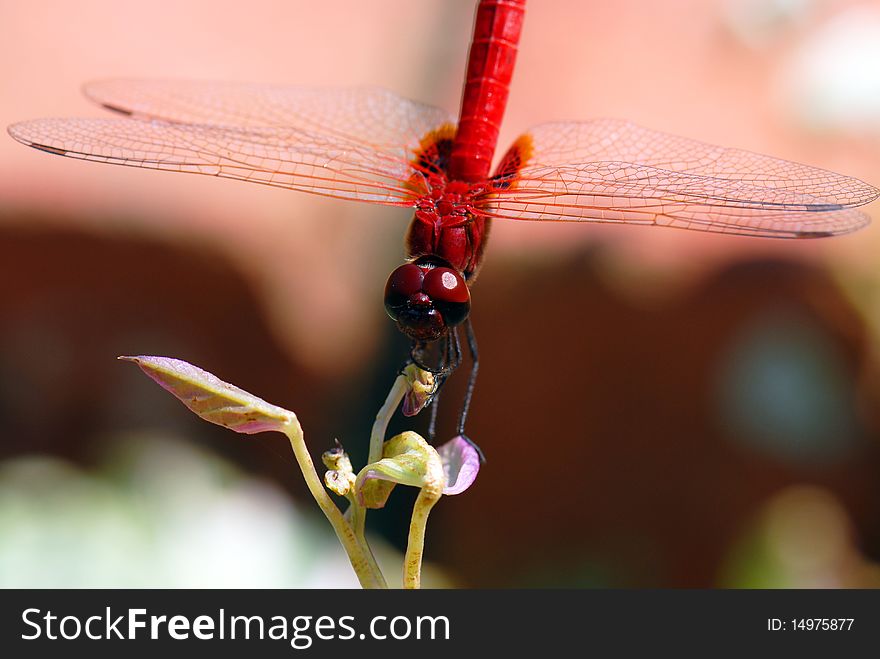 Red dragonfly rest on plant with wing spread