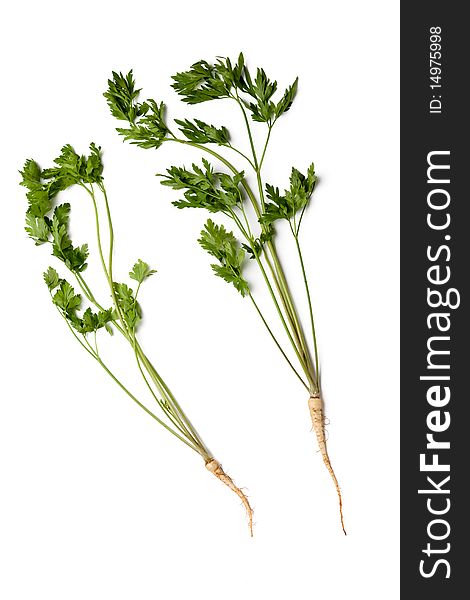 Fresh parsley with root on white background