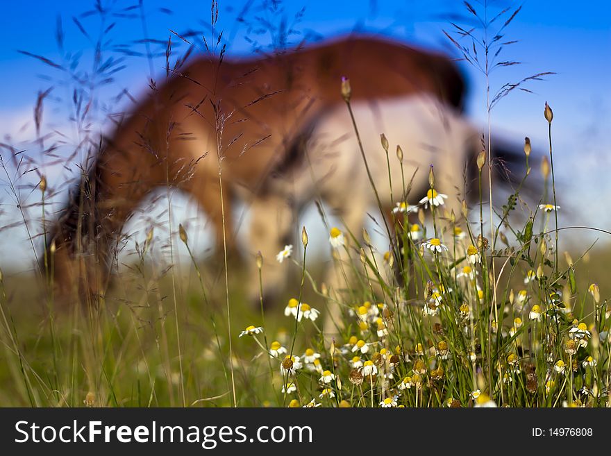 Horses graze in the open.