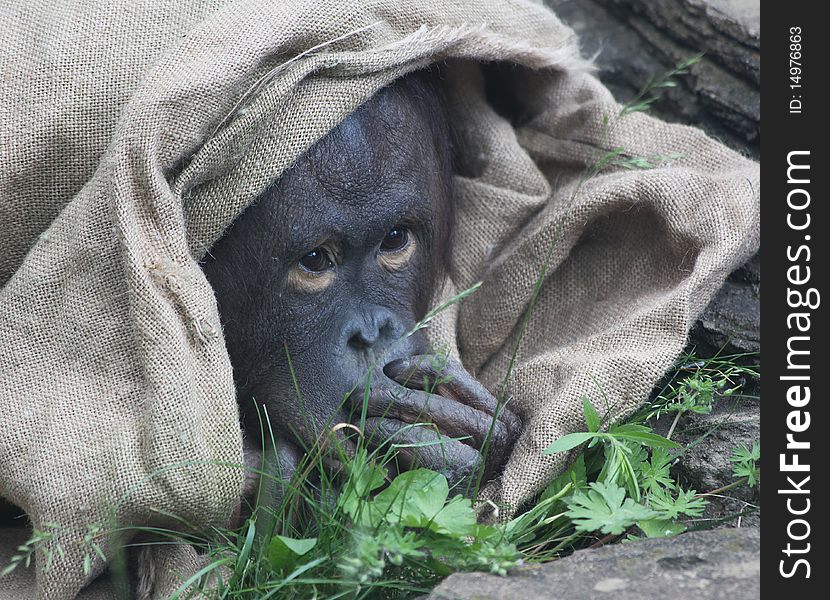 Baby orangutan lies covered by a sacking