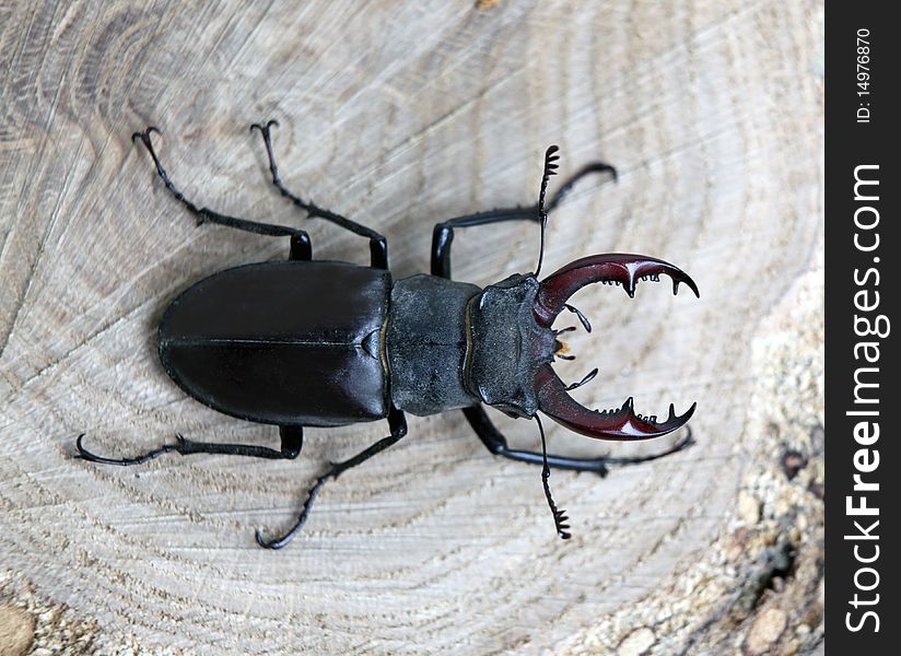 Male stag-beetle on a tree cut close up