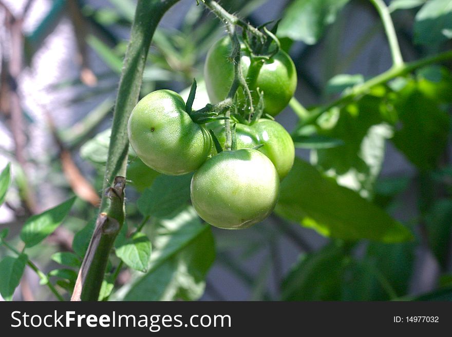 Tomato bunch on plant in garden, all young tomatoes, not yet ripe. Tomato bunch on plant in garden, all young tomatoes, not yet ripe.