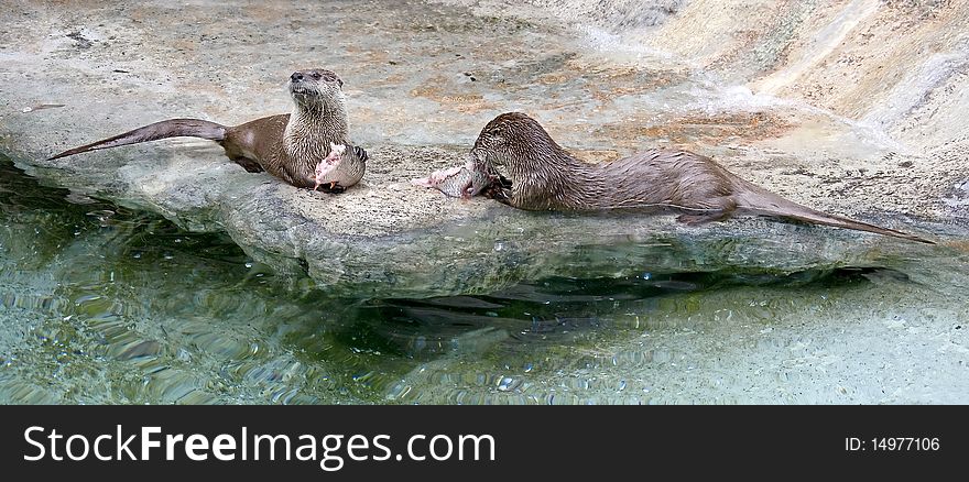 Couple of river otters eating fish. Latin name - Lutra lutra. Couple of river otters eating fish. Latin name - Lutra lutra