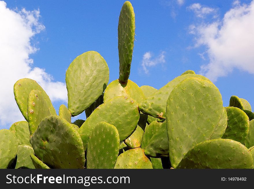 Cactus in the field with cloudy sky background