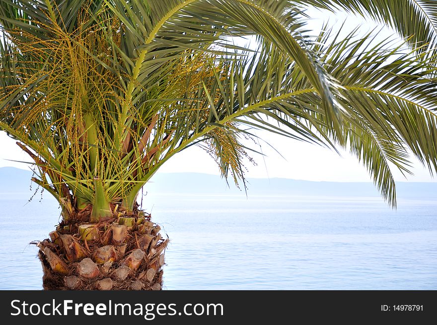 Palm tree at the beach