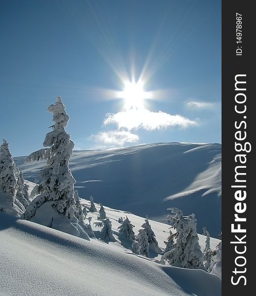 Snowbound firs in the Carpathian Mts. Firry timberline in the winter mountainous. Snowbound firs in the Carpathian Mts. Firry timberline in the winter mountainous.