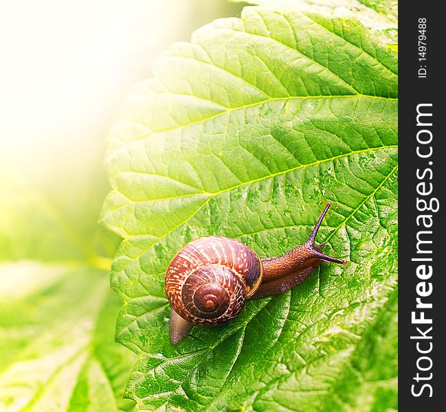 Close-up of a snail sitting on green leaf