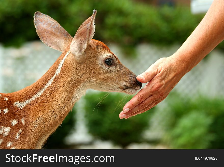A Young fawn and human hand