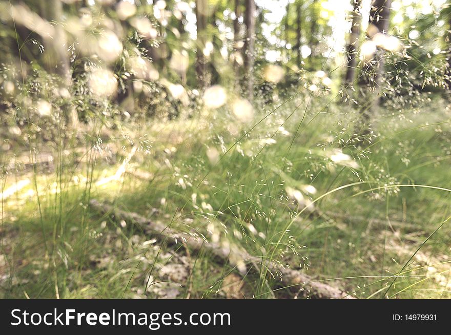 Summer forest, grass and wind