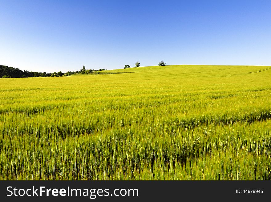 Farmland with green field in summer