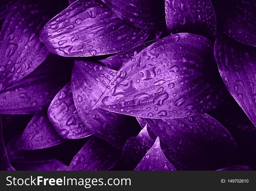Violet purple colored beautiful wet fresh leaves with rain drops natural background.