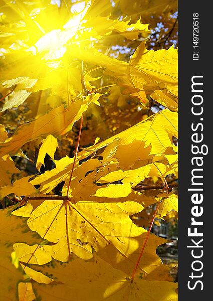 Autumn branch with bright yellow foliage of maple tree and sunlight