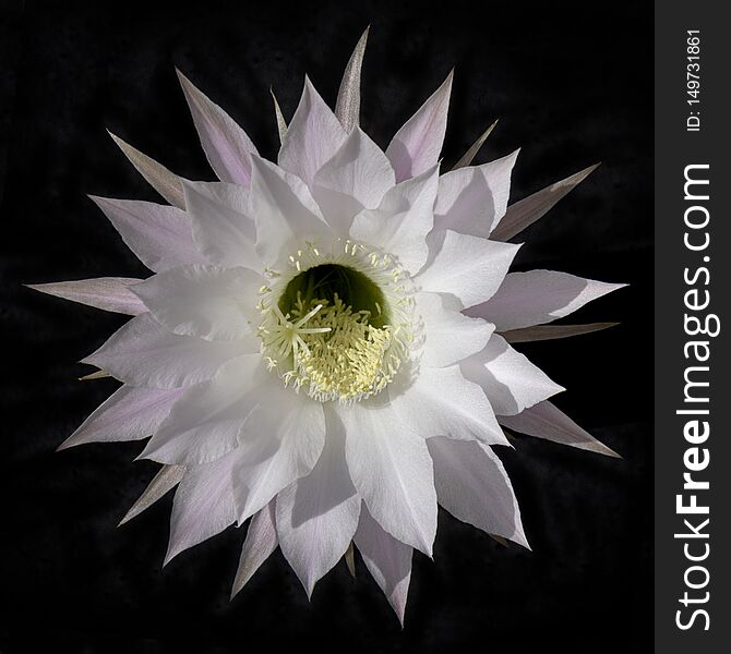 A single stunning white and pink night blooming chinopsis cactus flower centered on a black background. A single stunning white and pink night blooming chinopsis cactus flower centered on a black background