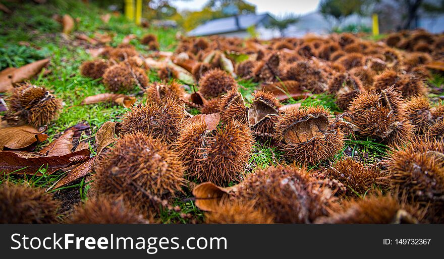 Autumn forest with chestnut trees. Autumn forest with chestnut trees