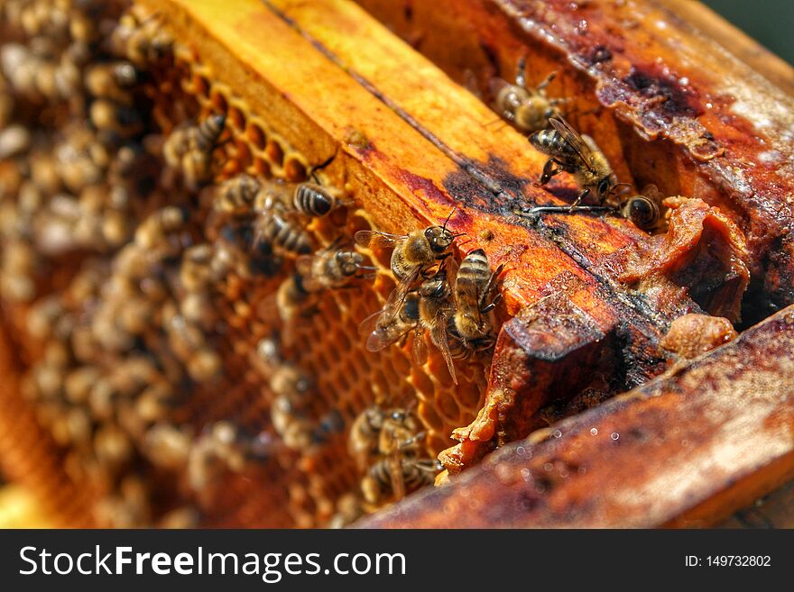 Honey Bee in Bee Colony. Animal, animals, apiarist, beautiful, nature, beehive, beekeeper, beemaster, beeyard, europe, natural, sun, sunny, swarm, wild, wilderness, wildlife