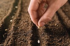 Farmer Planting Seeds Into Fertile Soil, Space For Text. Gardening Time Stock Photo