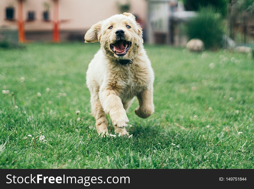 Happy, funny 16-week old Golden Retriever puppy runs toward the camera in the yard. Fanny face. Happy, funny 16-week old Golden Retriever puppy runs toward the camera in the yard. Fanny face.