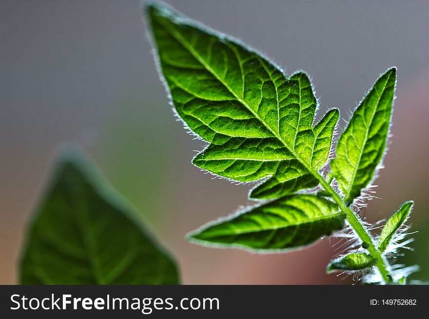 Young leaf of tomato plant in backlight