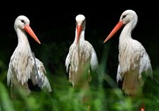Free White Stork Ciconia Ciconia Stock Image - 149767751