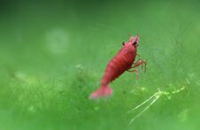 Free Red Cherry Shrimp Stock Photography - 149769602