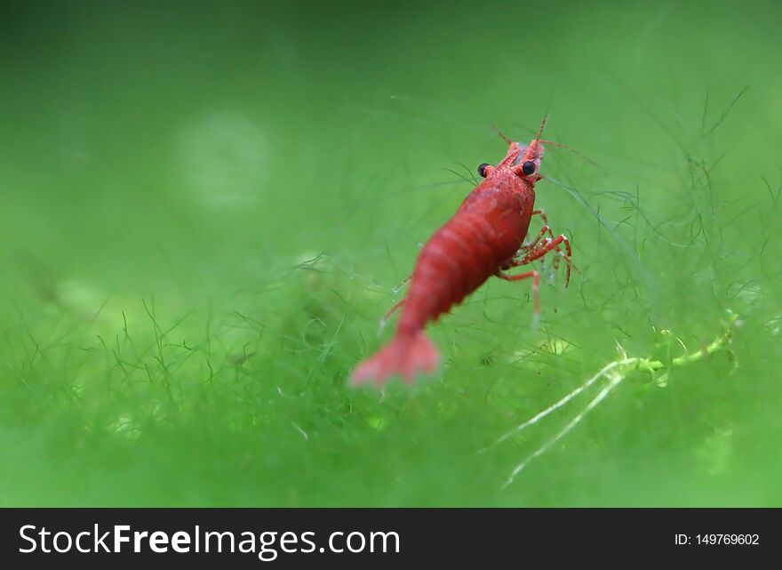 Red cherry shrimp in a planted aquarium