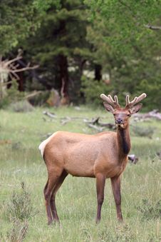 Elk In The Rocky S Royalty Free Stock Photo