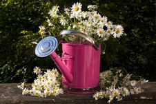 Watering Can For Flowers Royalty Free Stock Photo Watering Can For Flowers Royalty Free Stock Photo