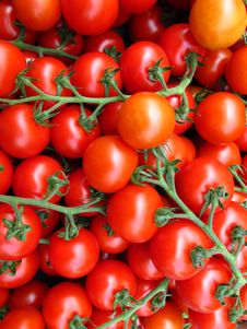 Vine Tomatoes Stock Image Vine Tomatoes Stock Image
