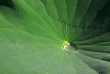 Water Drops On Lotus Leaf Royalty Free Stock Images