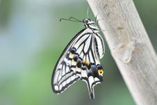 Papilio Butterfly Stock Photo Papilio Butterfly Stock Photo
