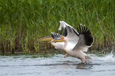 White Pelicans Taking Off Royalty Free Stock Images White Pelicans Taking Off Royalty Free Stock Images