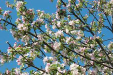 Spring Apple Tree Blossom Closeup Royalty Free Stock Photography