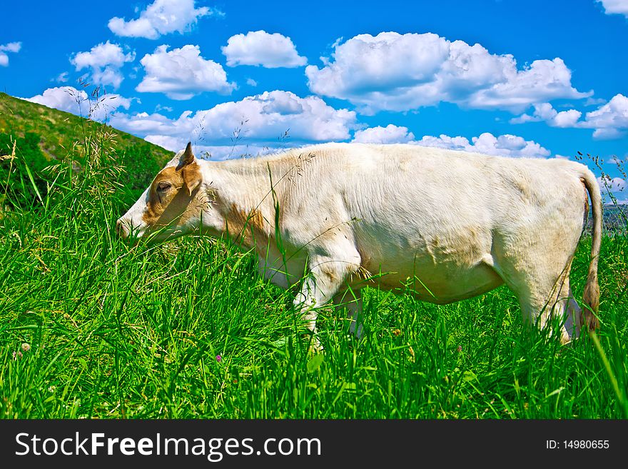 Heifer grazed on green meadow against clouds. Heifer grazed on green meadow against clouds
